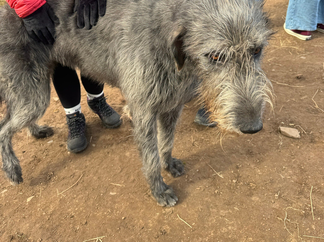 Balnuith Alpacas-敦提必去景点