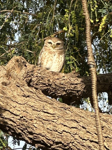 Khimsar Sand Dunes Village-官方