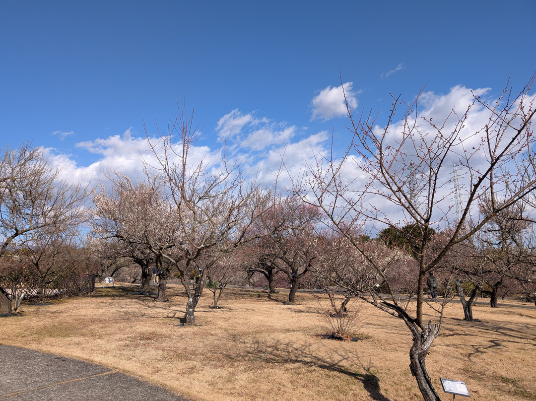 Odawara Flower Garden-小田原市必去景点