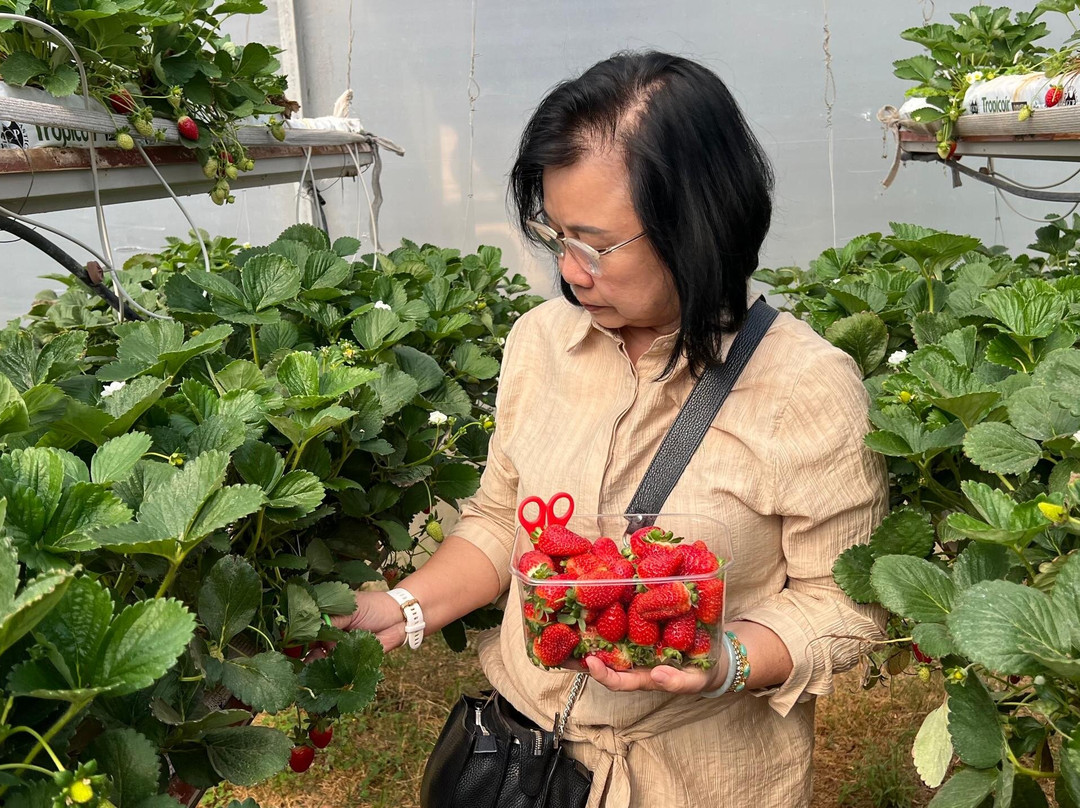 Beechworth Berries-比奇沃思必去景点