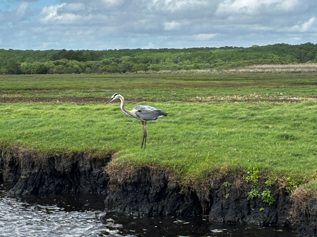 AirBoat Rides at Midway-Christmas必去景点