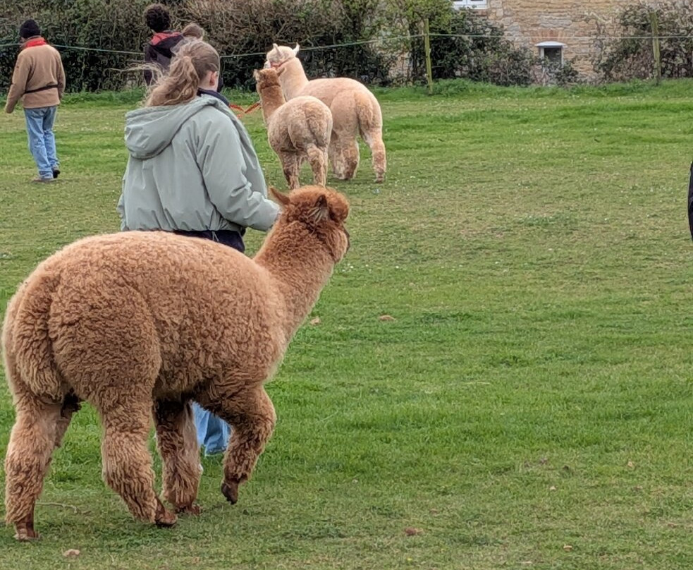 Stoke Wood Alpacas-汤顿必去景点