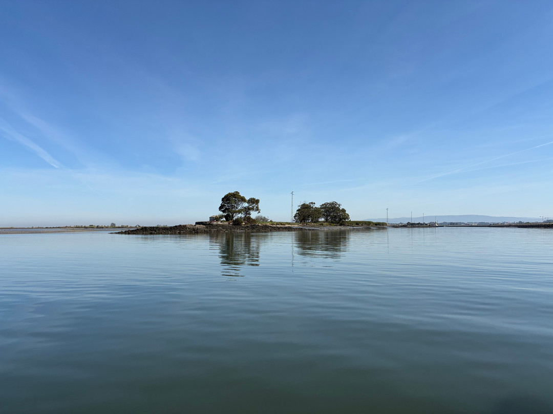 Sterna - Aveiro Ria Tours & Birdwatching-阿威罗必去景点