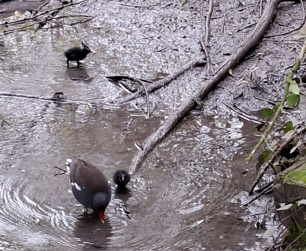 WWT Arundel Wetland Centre-阿伦德尔必去景点