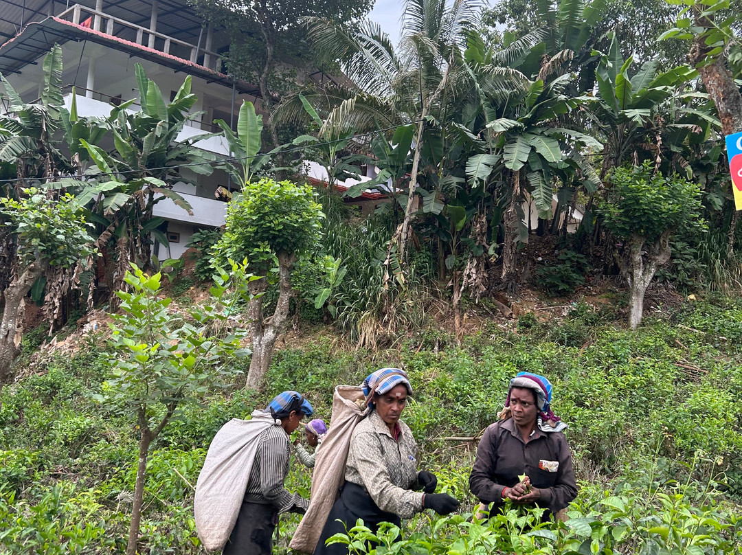 Aloka Sanna Travel Agency-Aluthgama必去景点