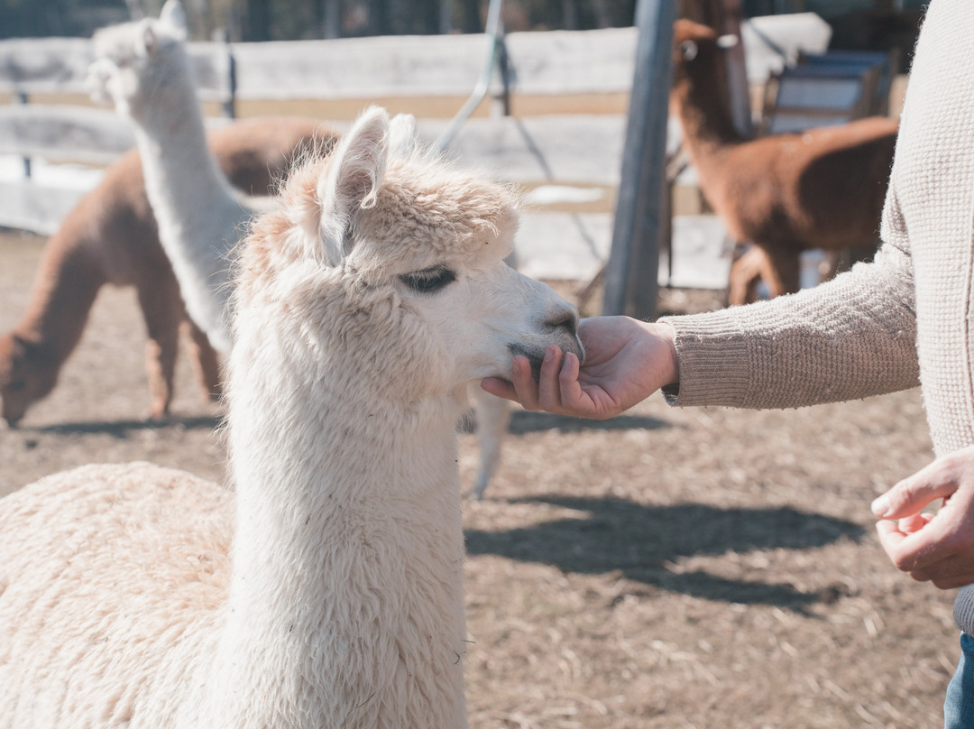 Tiroler Bio Alpakas-湖地必去景点