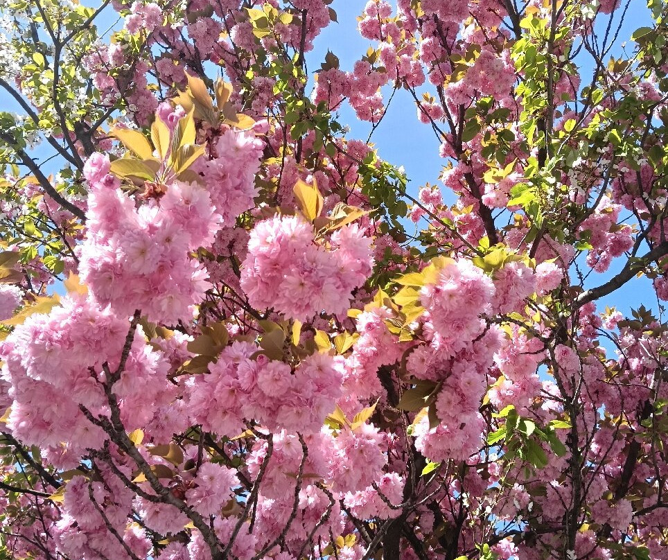 Alpe Mastrolini-Omegna必去景点