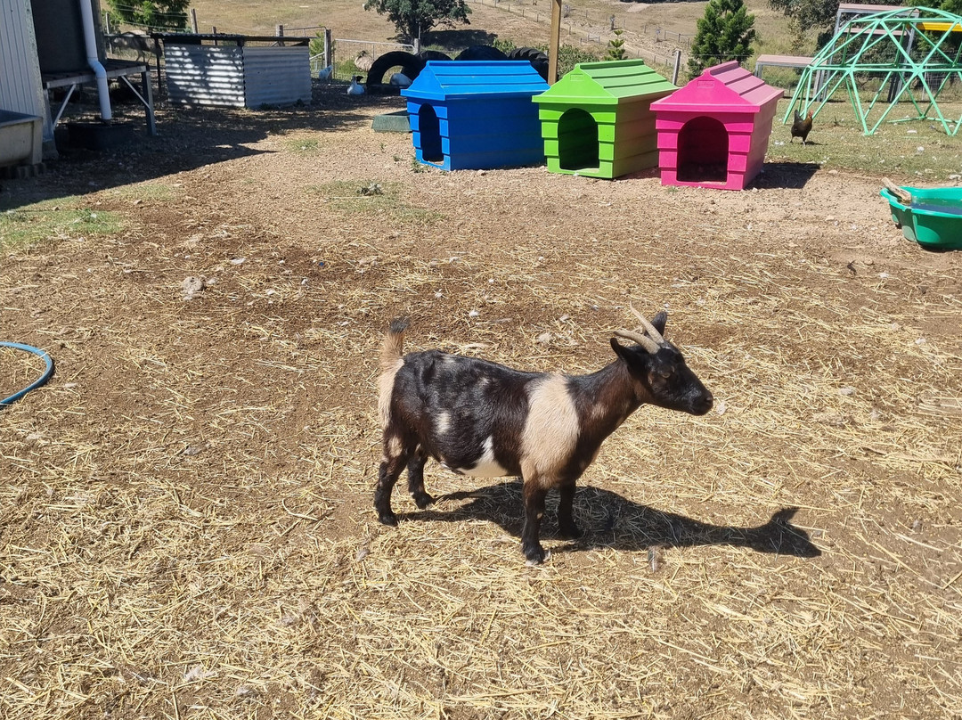 The Llama Farm-伊普斯威奇必去景点