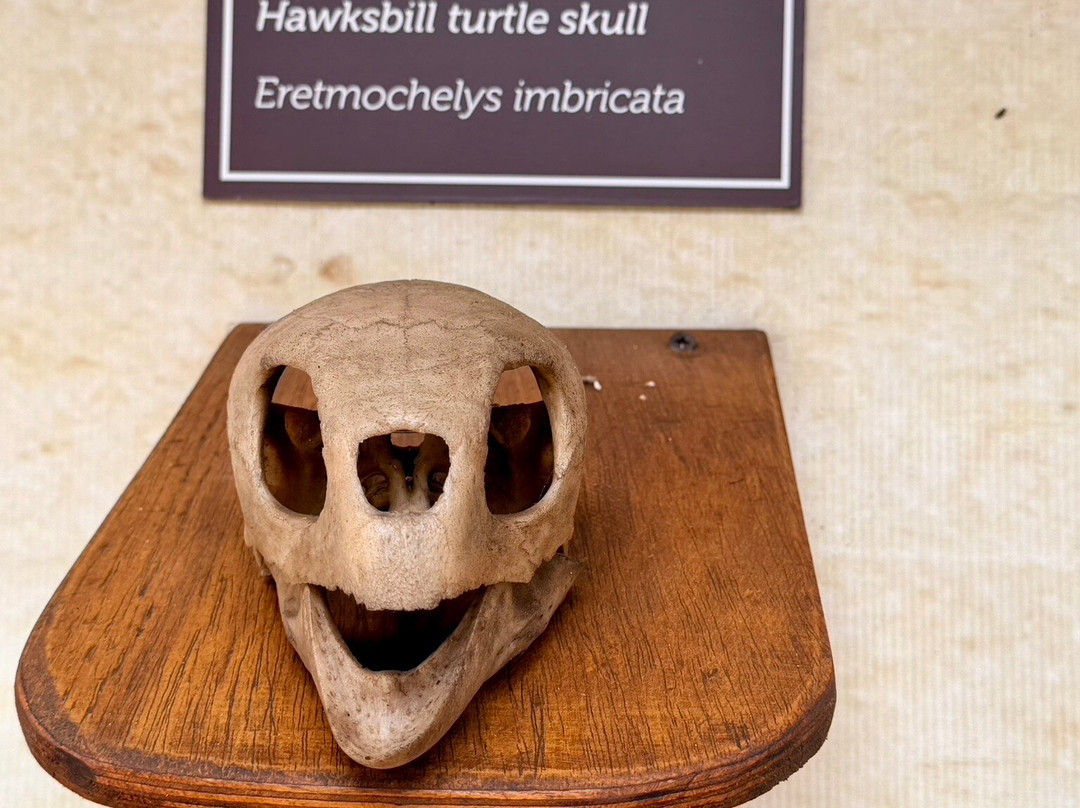 Fundação Projeto Tamar - Fernando de Noronha-费尔南多-迪诺罗尼亚群岛必去景点