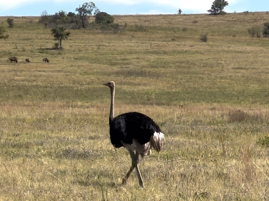 Dlamini 4 Africa Tours & Safaris-比勒陀利亚必去景点