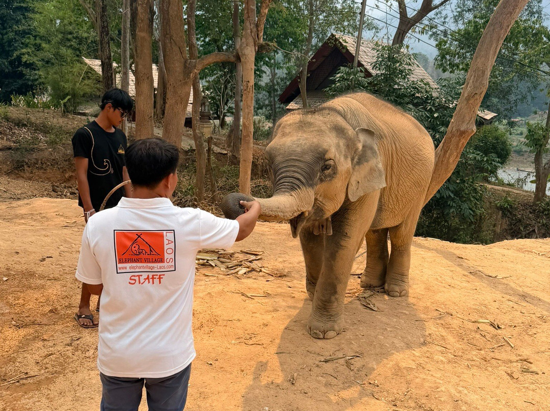 Elephant Village Sanctuary & Resort-琅勃拉邦必去景点