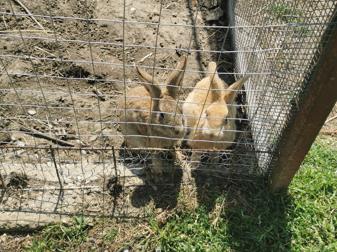 Ktíma - Zoo Park Polyzogópoulou-Amaliada必去景点