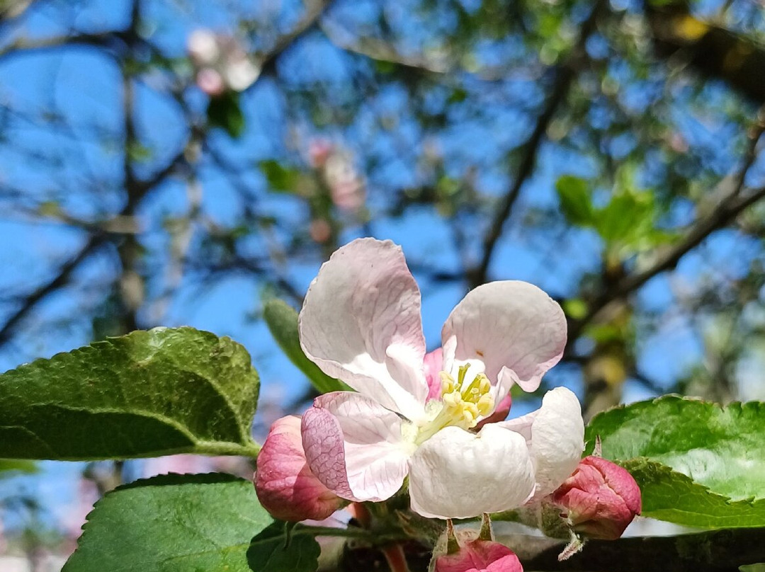 Parco Papa Giovanni Paolo Ii-塞雷尼奥必去景点