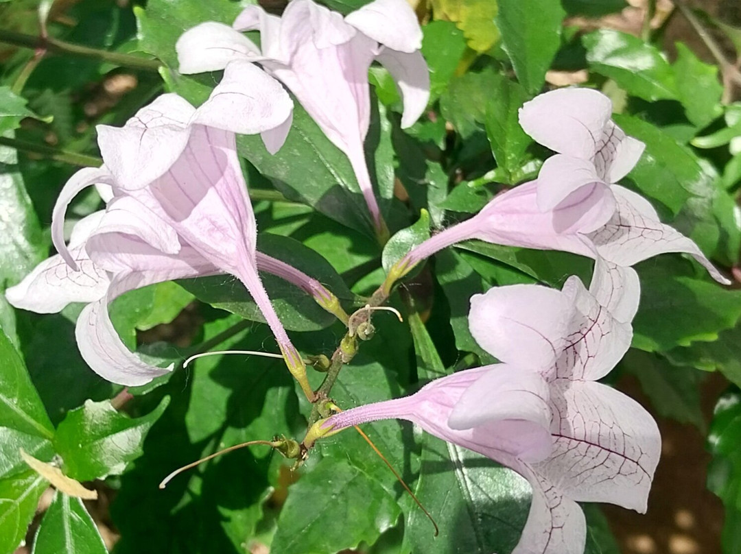 Orto Botanico 1545-帕多瓦必去景点