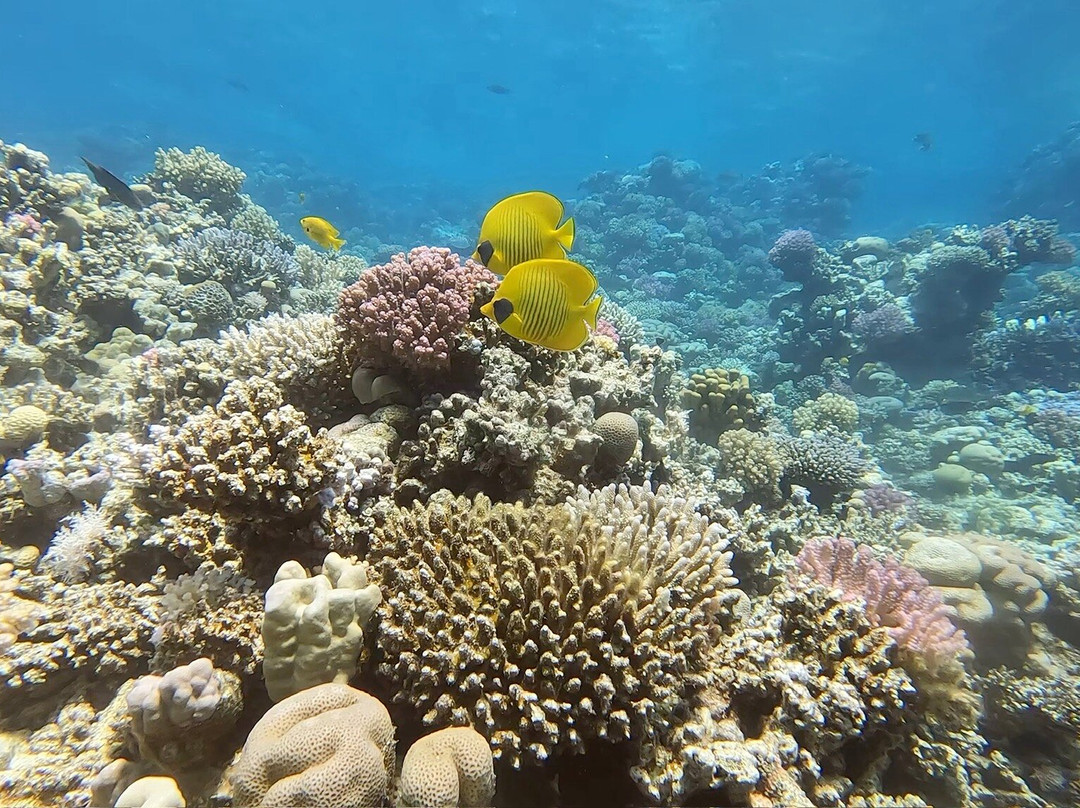 索马湾破浪者潜水与冲浪酒店主图