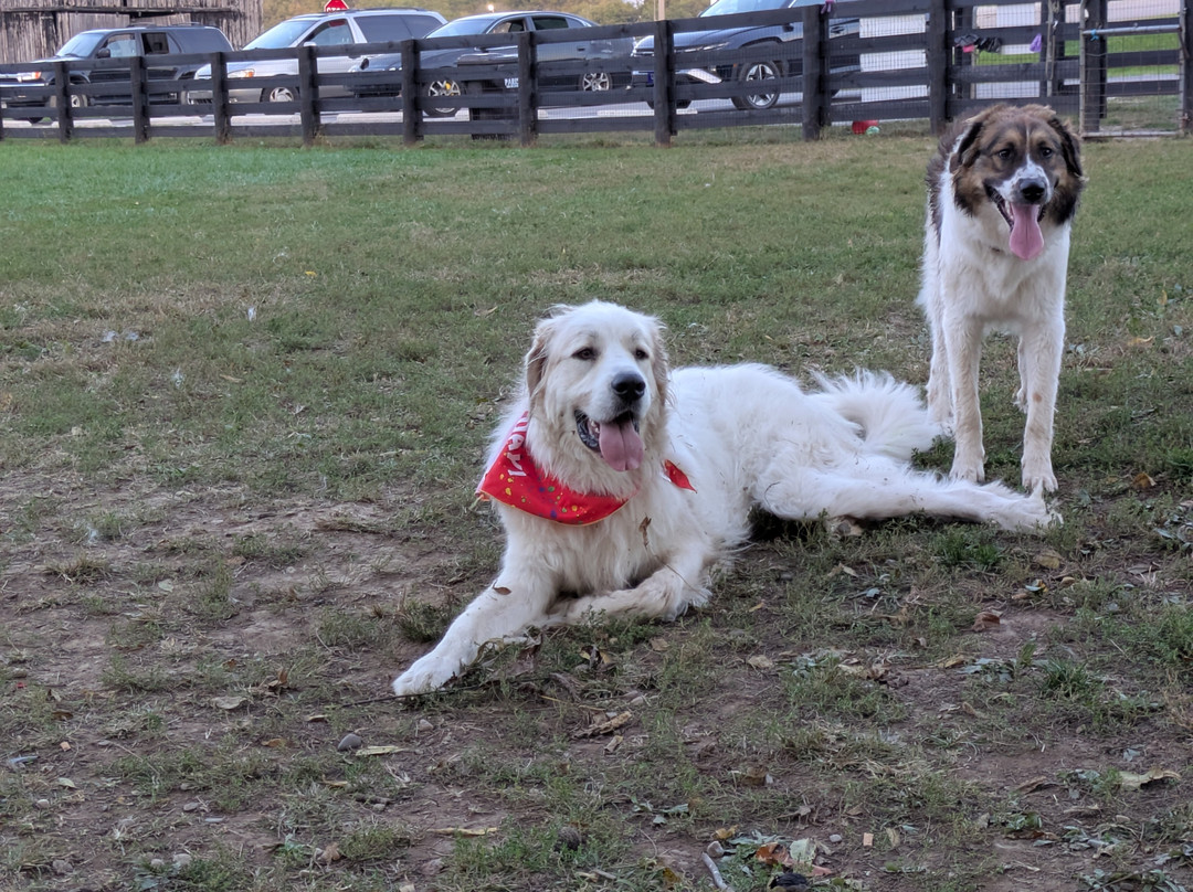 Patrick Brannon Memorial Dog Park-Paris必去景点