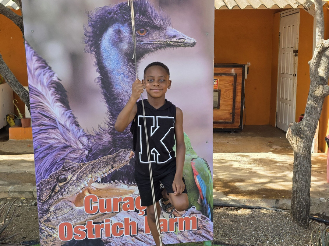 Curacao Ostrich Farm-库拉索必去景点