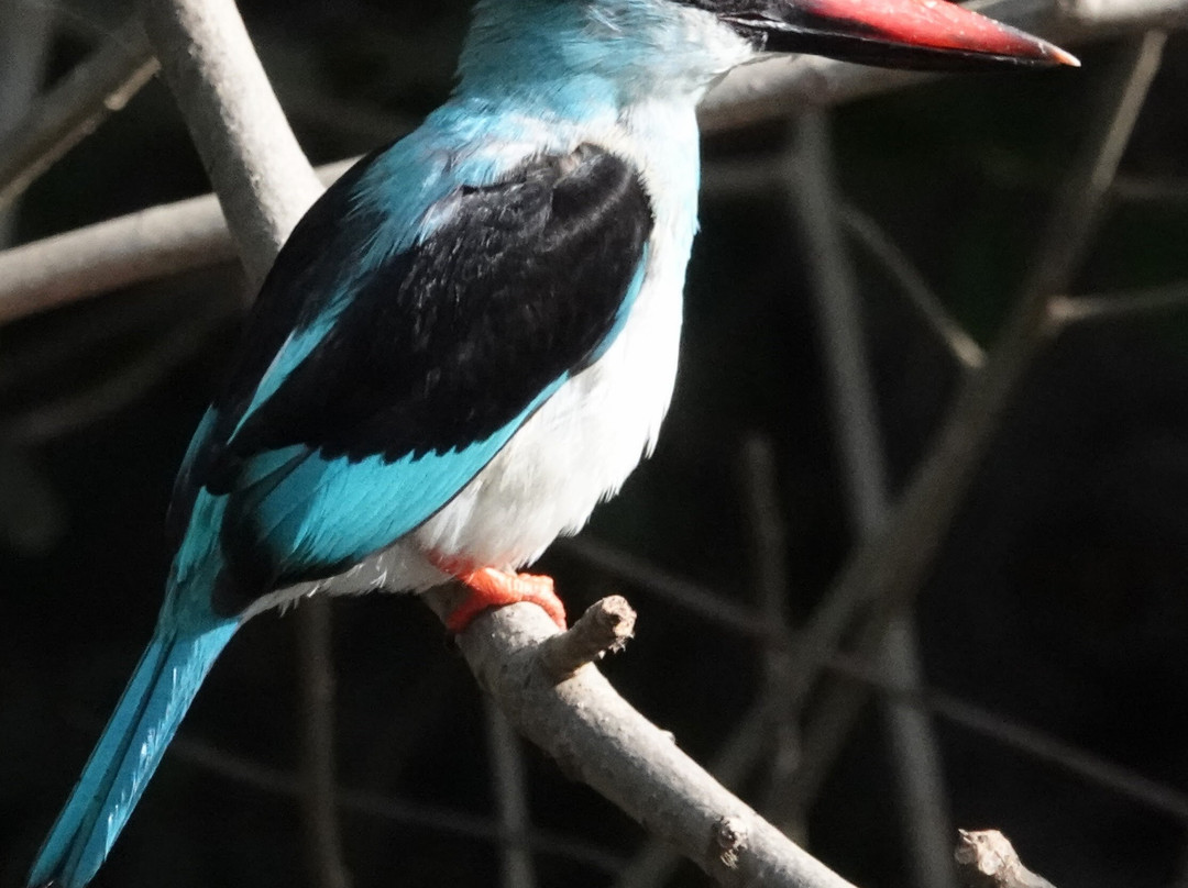 Kotu Bridge (Bird watching)-塞瑞库达必去景点