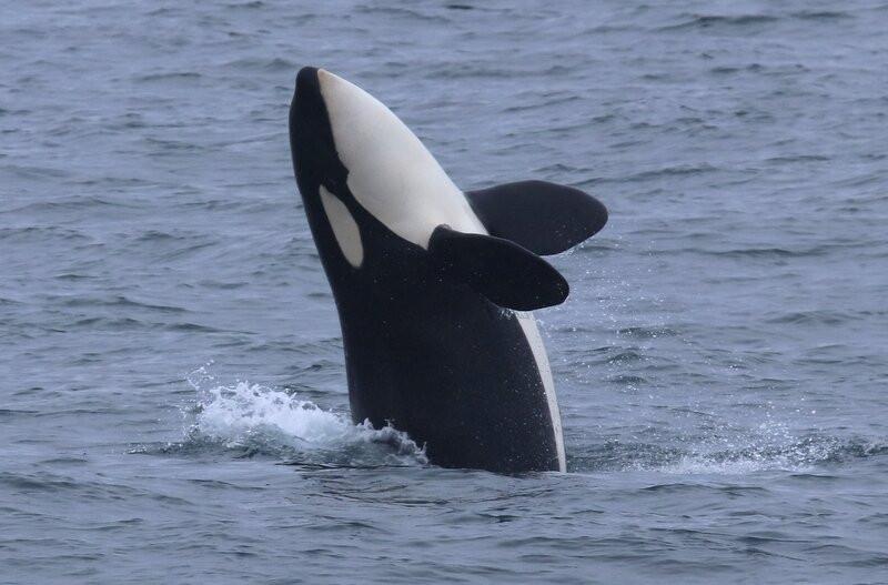 Arctic Whale Tours - Andenes-Andenes必去景点