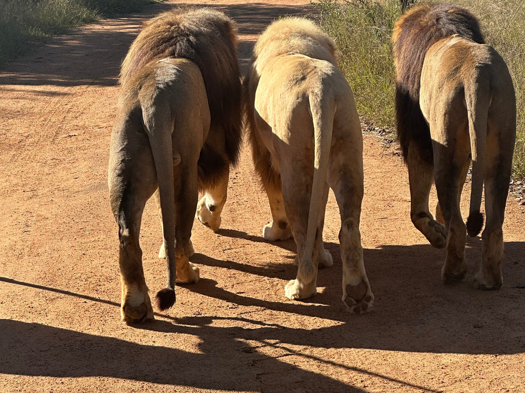 Africa Breeze Tours and Transfers-约翰内斯堡必去景点