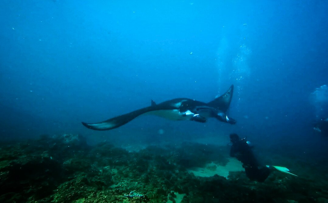 Dive Concepts Lembongan-蓝梦岛必去景点