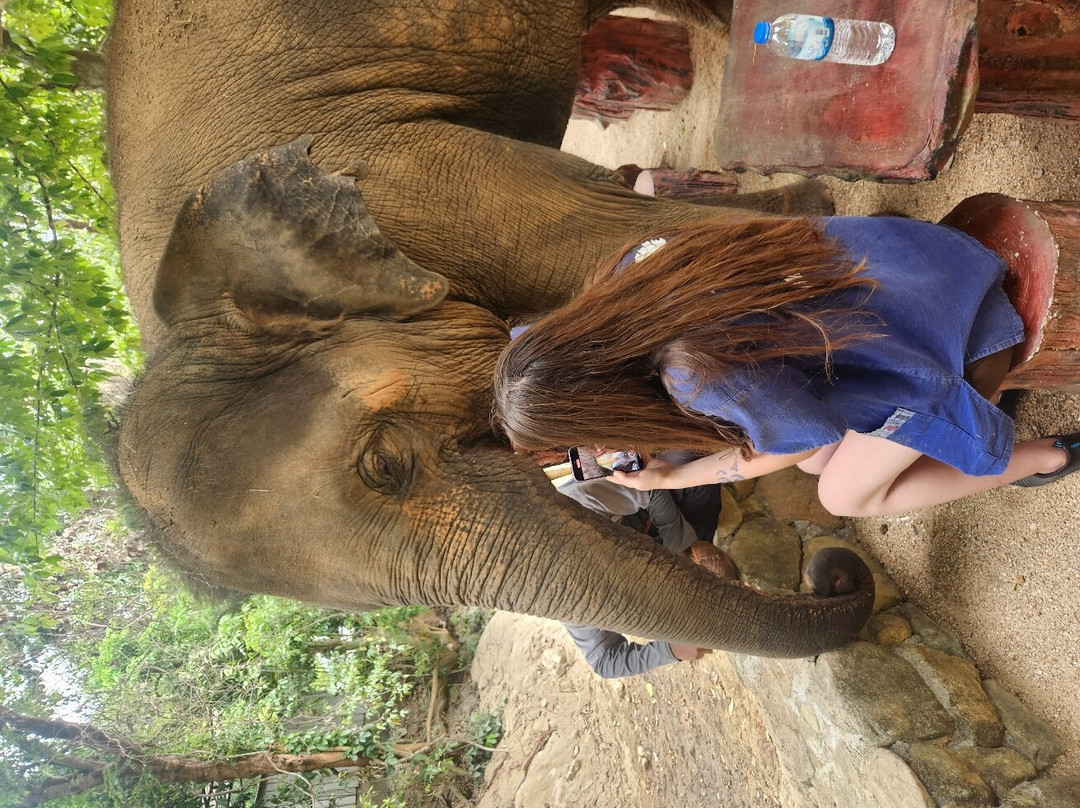 Samui Elephant Spa-苏梅岛必去景点