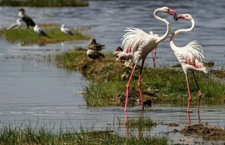 LAKE NAKURU NATIONAL PARK-纳库鲁湖国家公园必去景点