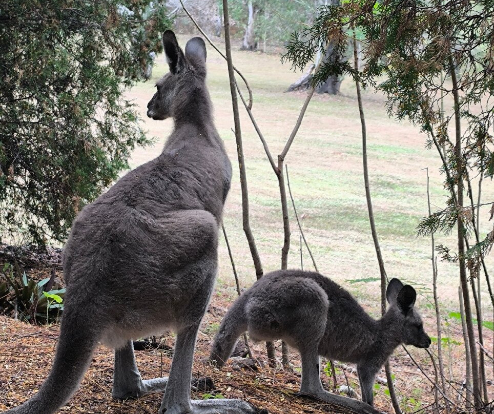 Horizons Kangaroo Sanctuary & Camp Ground-Agnes Water必去景点