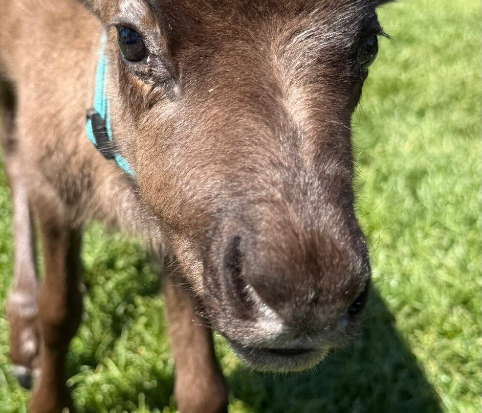 Rooftop Landing Reindeer Farm-Clare必去景点