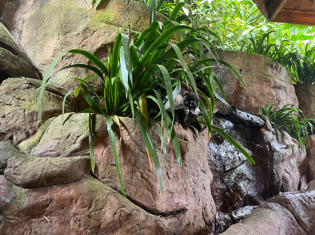 Sloth Point-Bocas del Toro必去景点