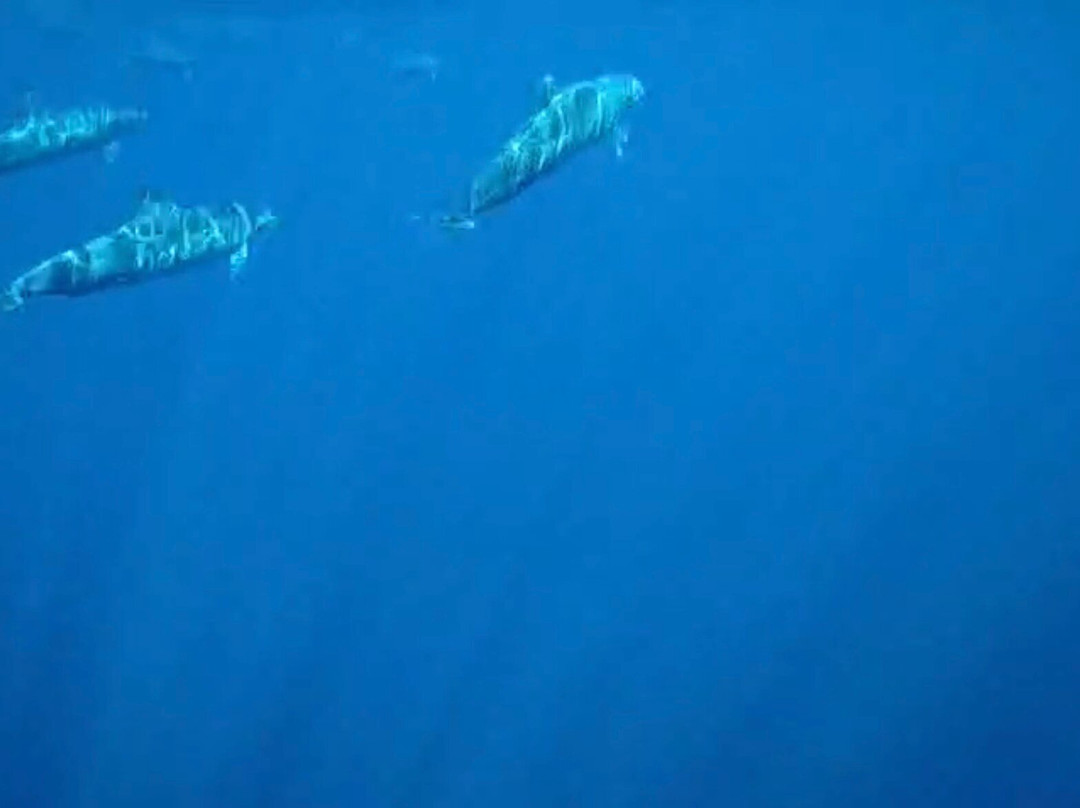 Watching Dolphin Lovina With Budi-Anturan必去景点