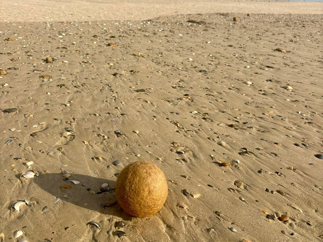 Canoe The Coorong - Day Tours-Hindmarsh Island必去景点