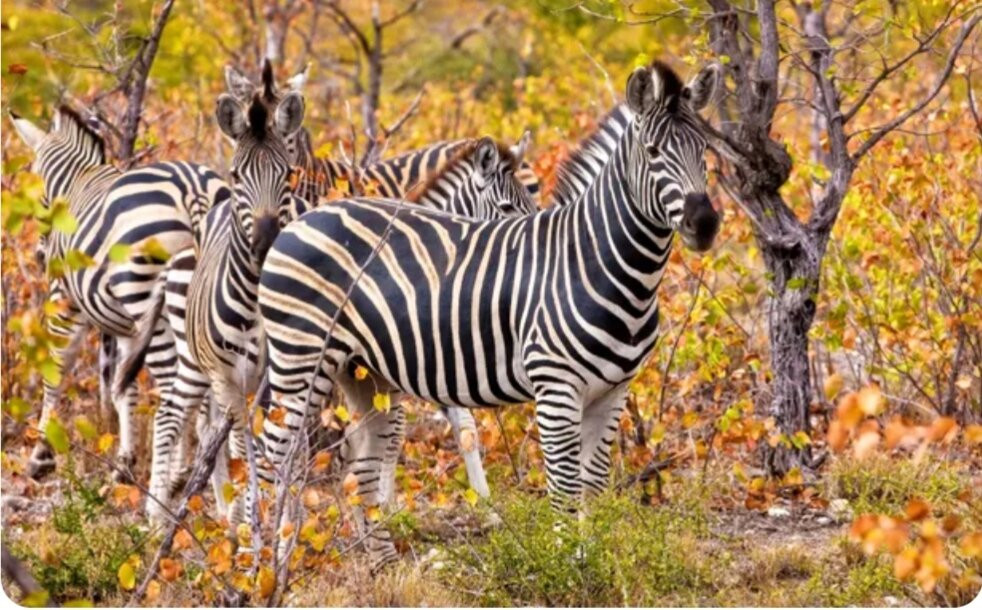 South Luangwa National Park-Mpika必去景点