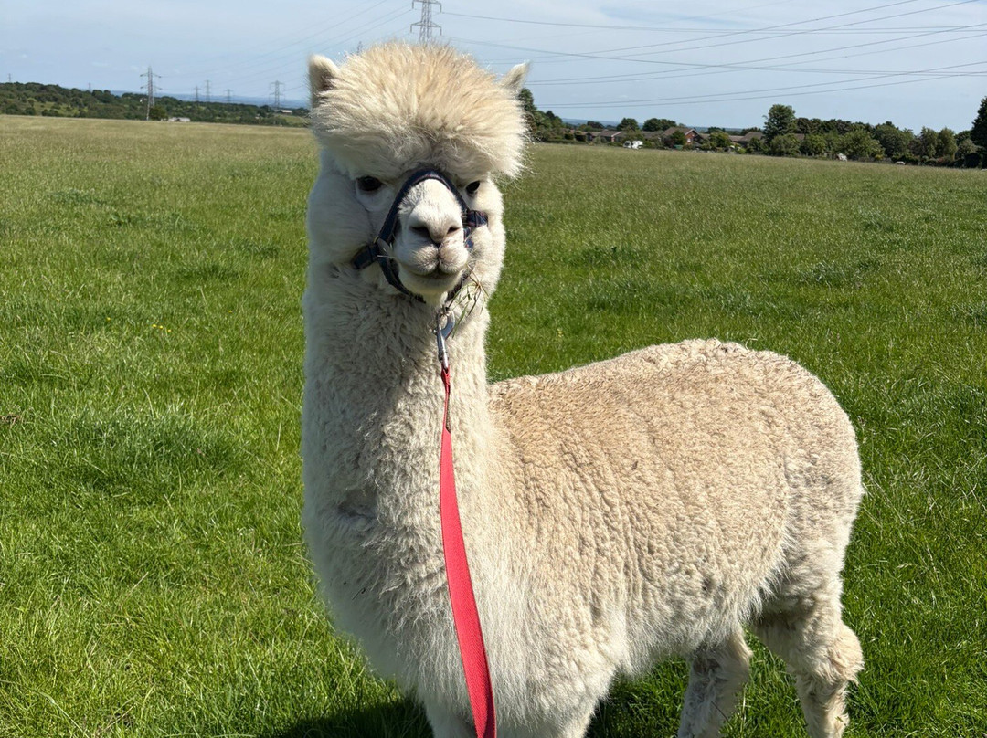 Burntwood Alpaca and Animal Experience-Burntwood必去景点