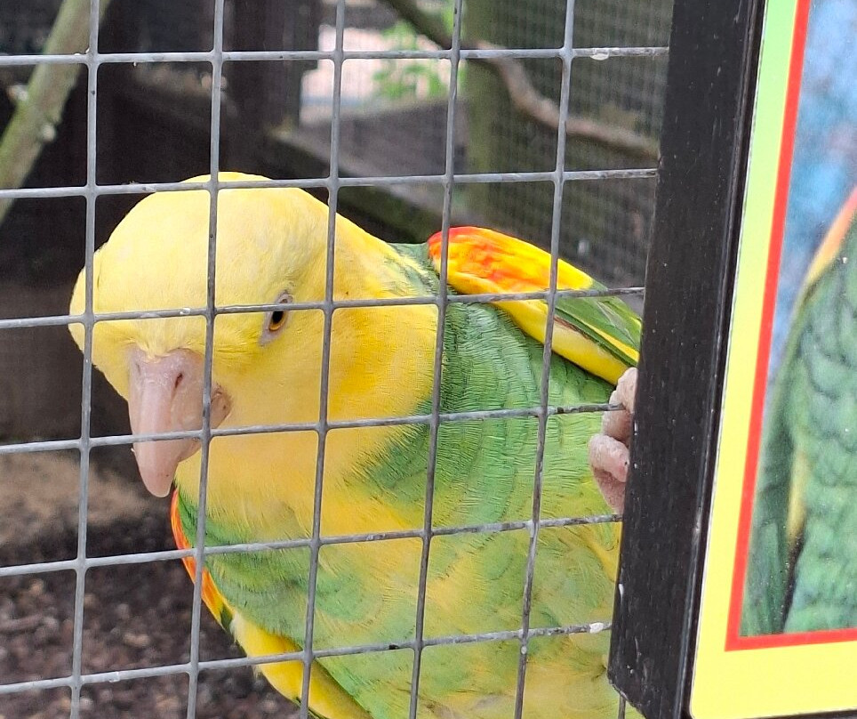 Tropical Birdland-Desford必去景点