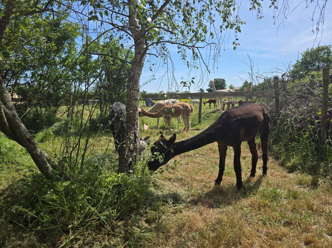 La Petite Ferme D'alpagas Sanzay-Argenton-les-Vallees必去景点