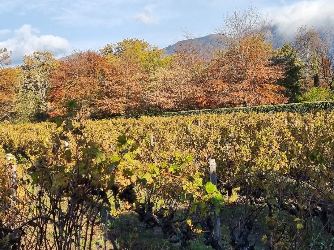 Franschhoek Wine Tram-法兰舒克必去景点