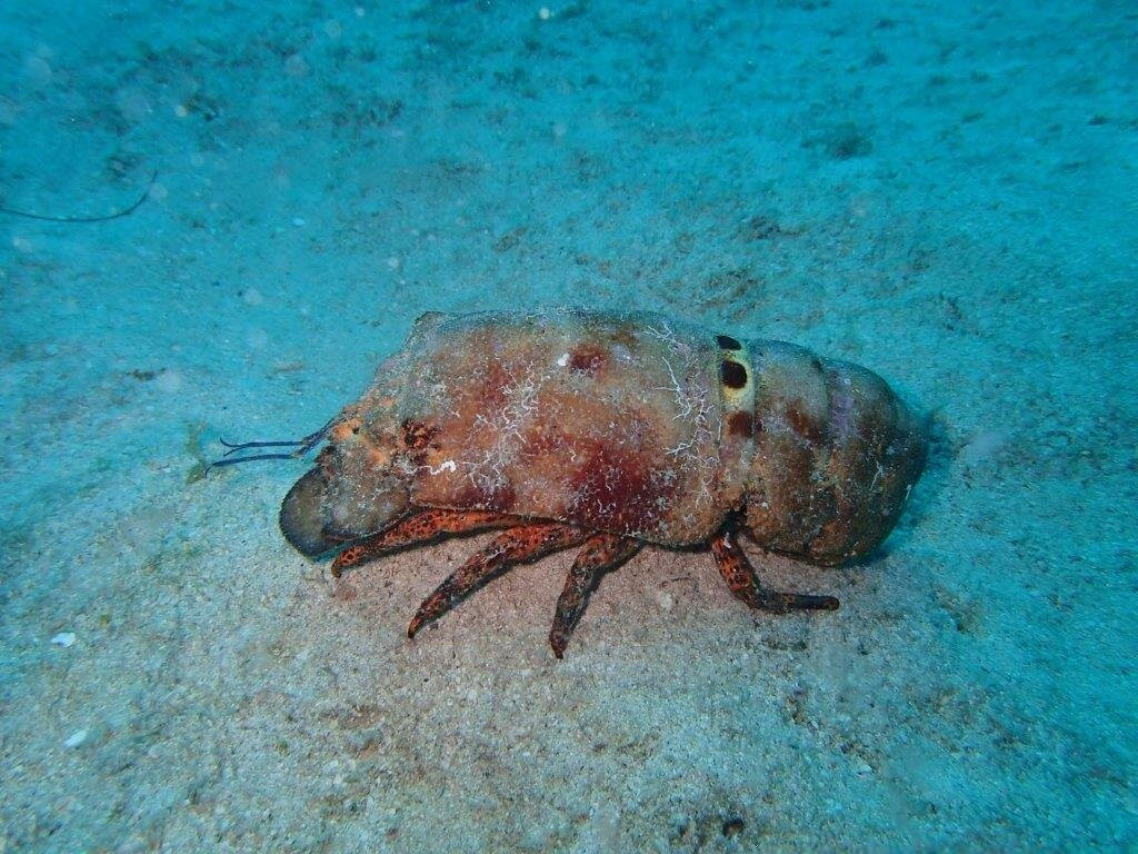 Blue Odyssey Diving-Marigot必去景点