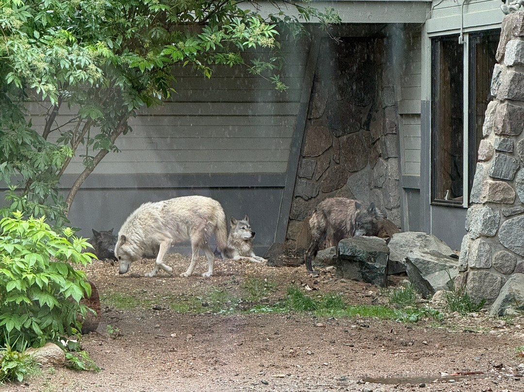 International Wolf Center-伊利必去景点