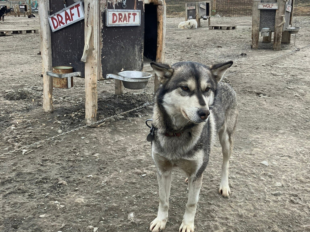 Green Dog Svalbard-朗伊尔城必去景点