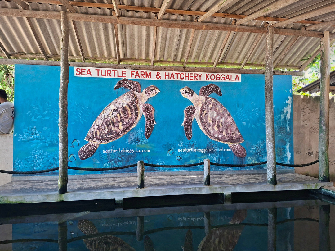 Sea Turtle Conservation Project (Koggala)-克拉必去景点