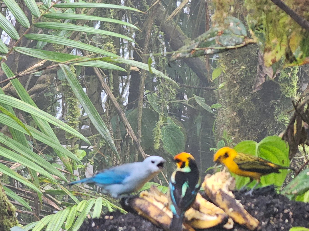 San Tadeo Birding-明多必去景点