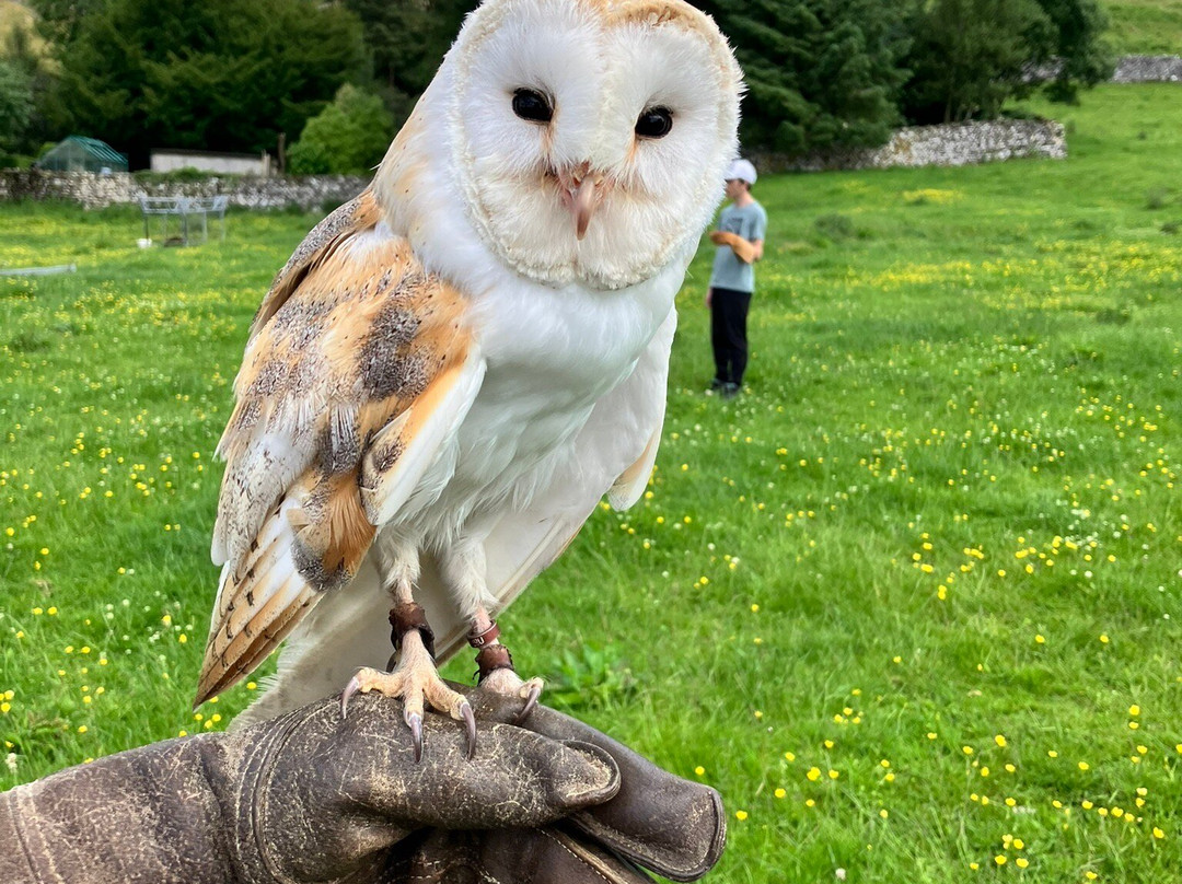 Settle Falconry-Feizor必去景点
