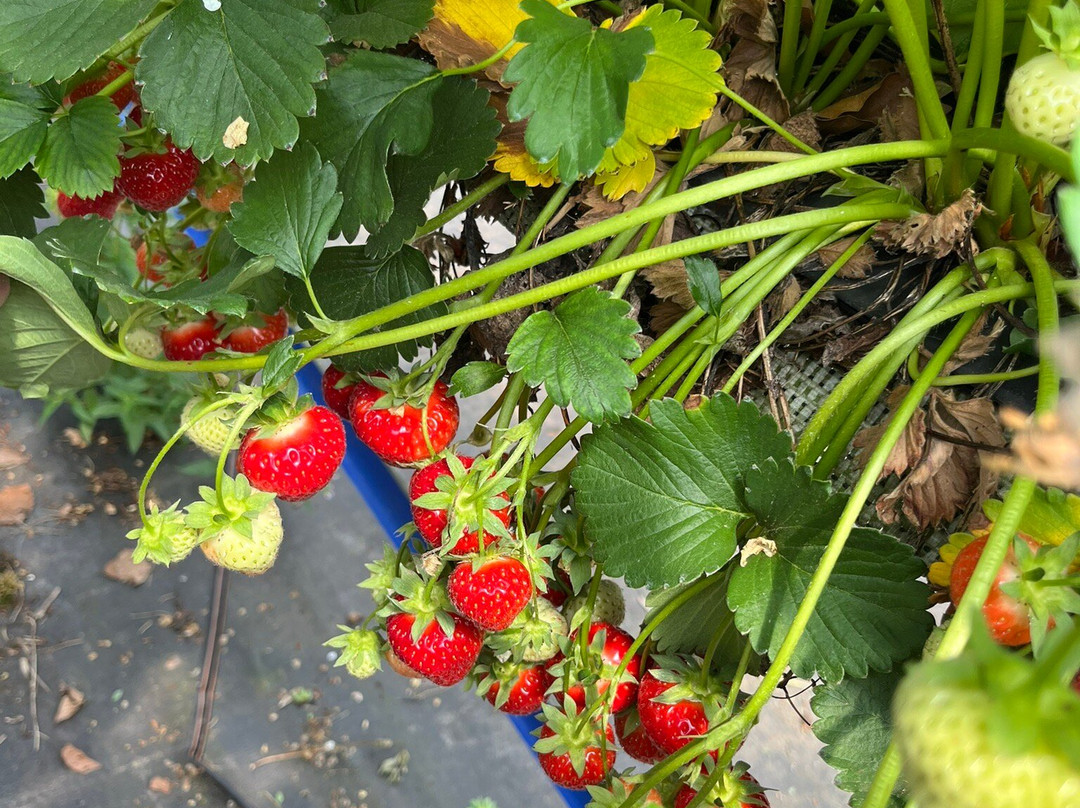 Woore Fruit Farm-Woore必去景点