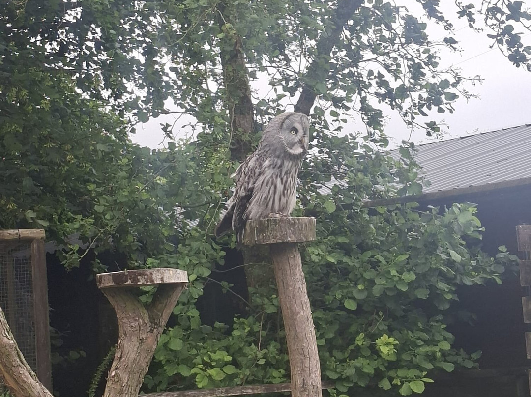 Screech Owl Sanctuary & Animal Park-St Columb Major必去景点