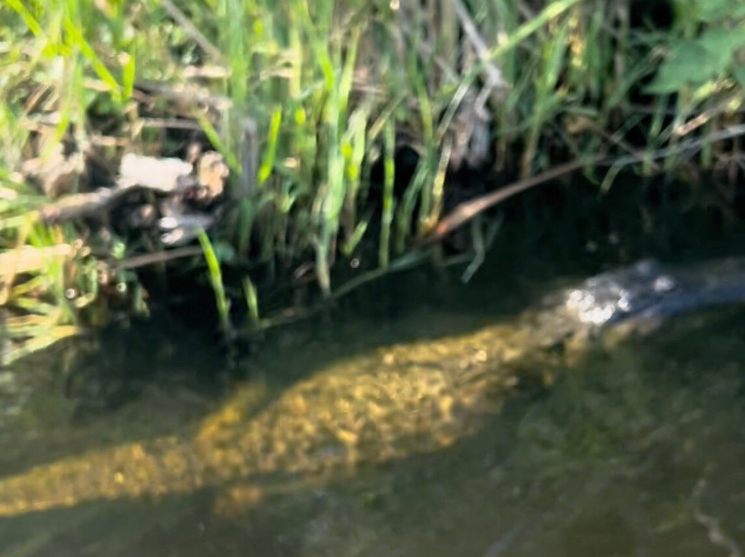 Everglades Swamp Tours-Everglades Wildlife Management Area必去景点