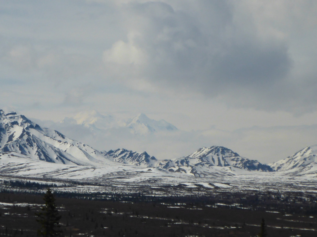 Tundra Wilderness Tour-Denali Park必去景点