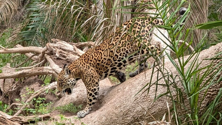 Wetland Jaguar Experience-波科内必去景点