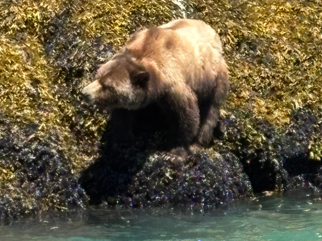 Tide Rip Grizzly Tours-Telegraph Cove必去景点