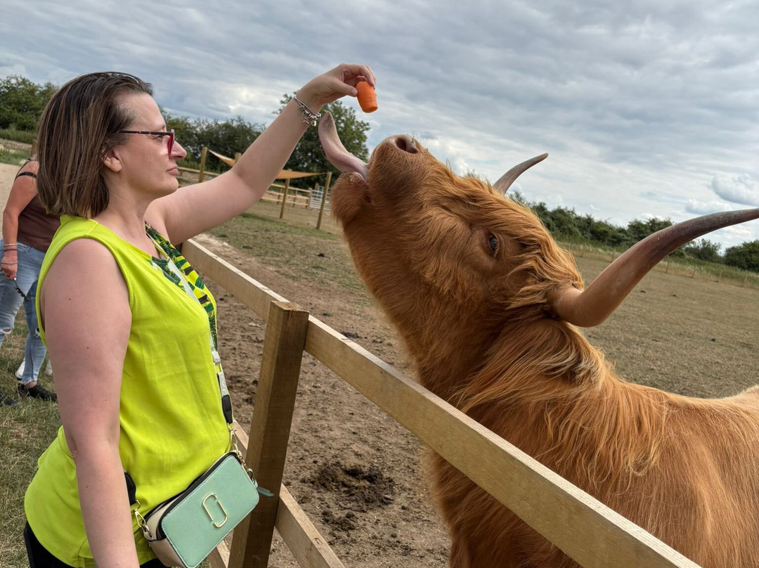 Highland Cow Cottage-Royston必去景点